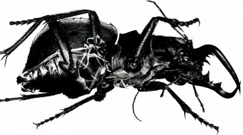 Massive Attack – Mezzanine